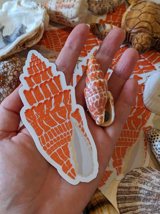 Hawaiian Miter Shell Sticker - Seashell Decal - Seashell Laptop Sticker - Shell Bumper Sticker - Artist Sticker - Miter Shell