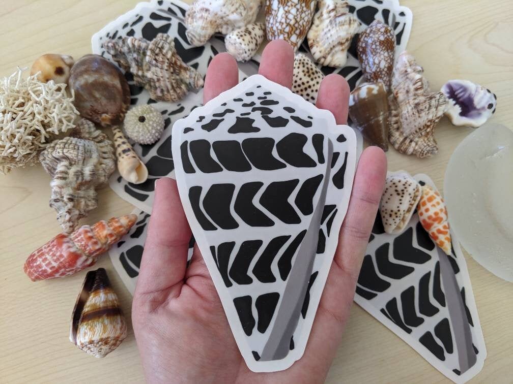 Hawaiian Seashell Sticker - Hebrew Cone Shell - Seashell Laptop Sticker - Seashell Bumper Sticker - Hawaiian Shells