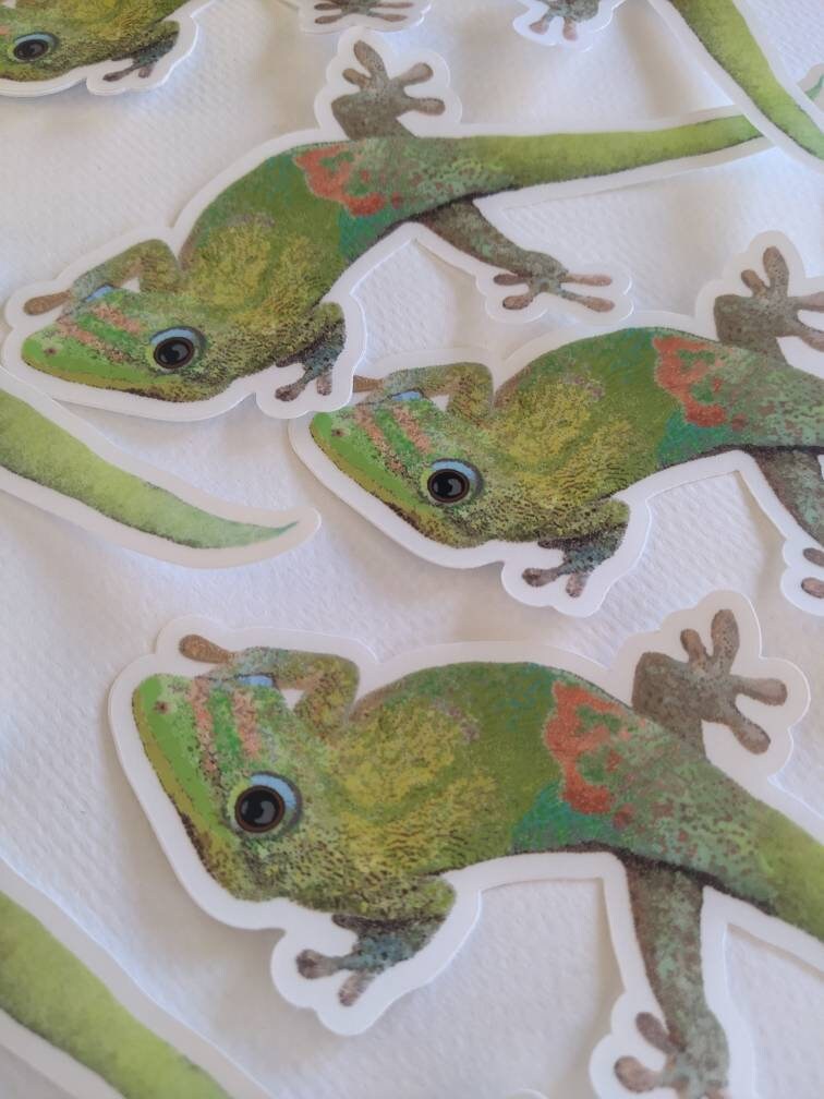 Gecko Sticker - Gecko Decal - Gecko Laptop Sticker - Day Gecko Clear Sticker - Gecko Bumper Sticker - Gecko Art - Tropical